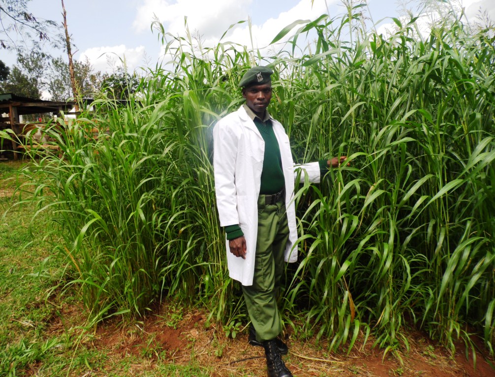 Fodder grass Fredrick Misoi By Laban Robert.JPG